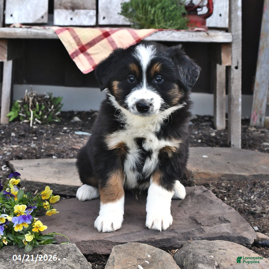 Australian Shepherd dogs Buster - Ad 2