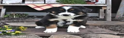Australian Shepherd dogs for sale: Buster - Ad 2