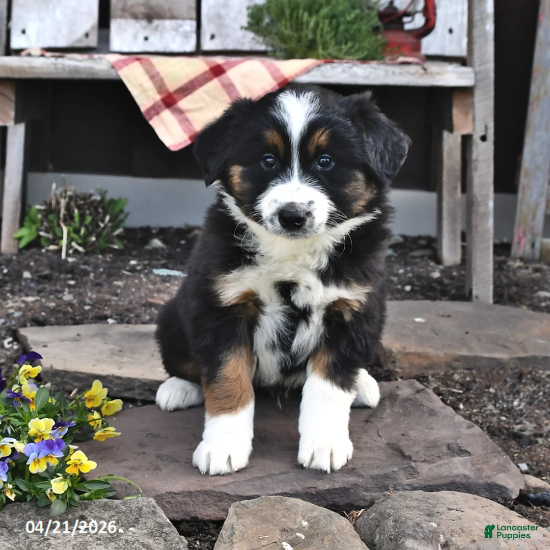 Australian Shepherd dogs for sale: Buster - Ad 2