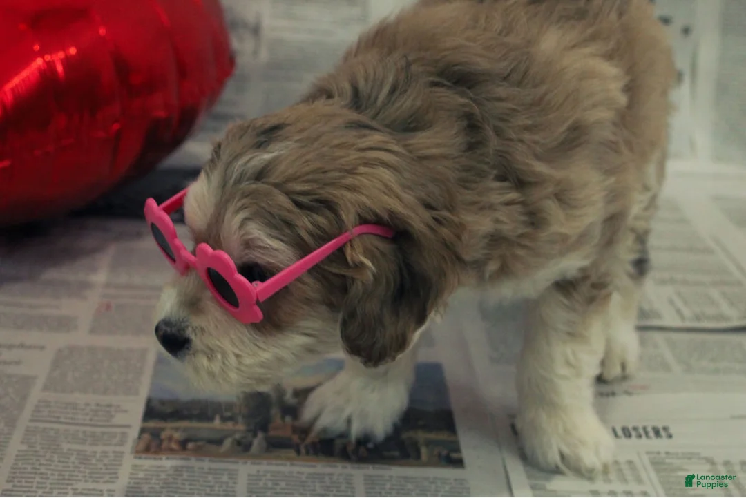 Mixed Breed dogs for sale: Ange - Ad 2