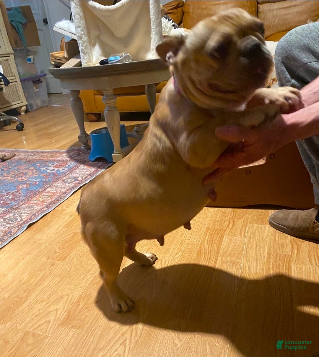 Frenchton dogs for sale: Frenchton Puppy 2 - Ad 2