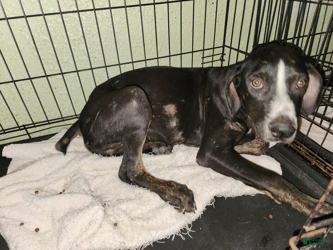 Catahoula Leopard Dog dogs for sale: Juliet 2025 Male 4 - Ad 17