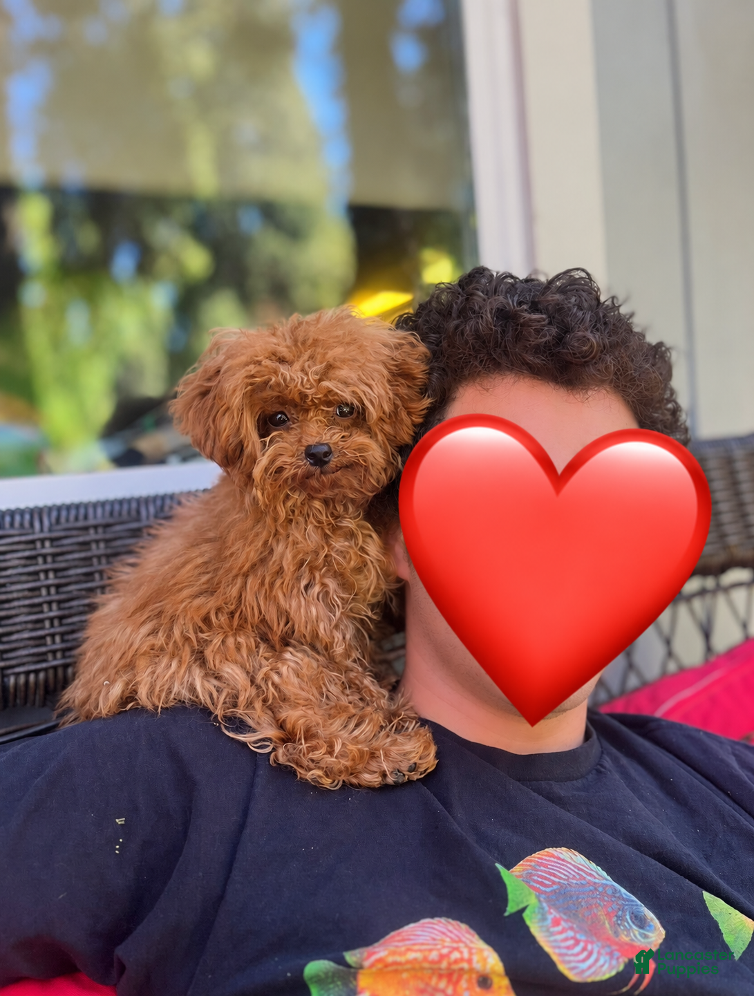 Toy Poodle dogs Toy Poodle 1 - Ad 1
