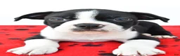 Boston Terrier dogs for sale: Ruger - Ad 4