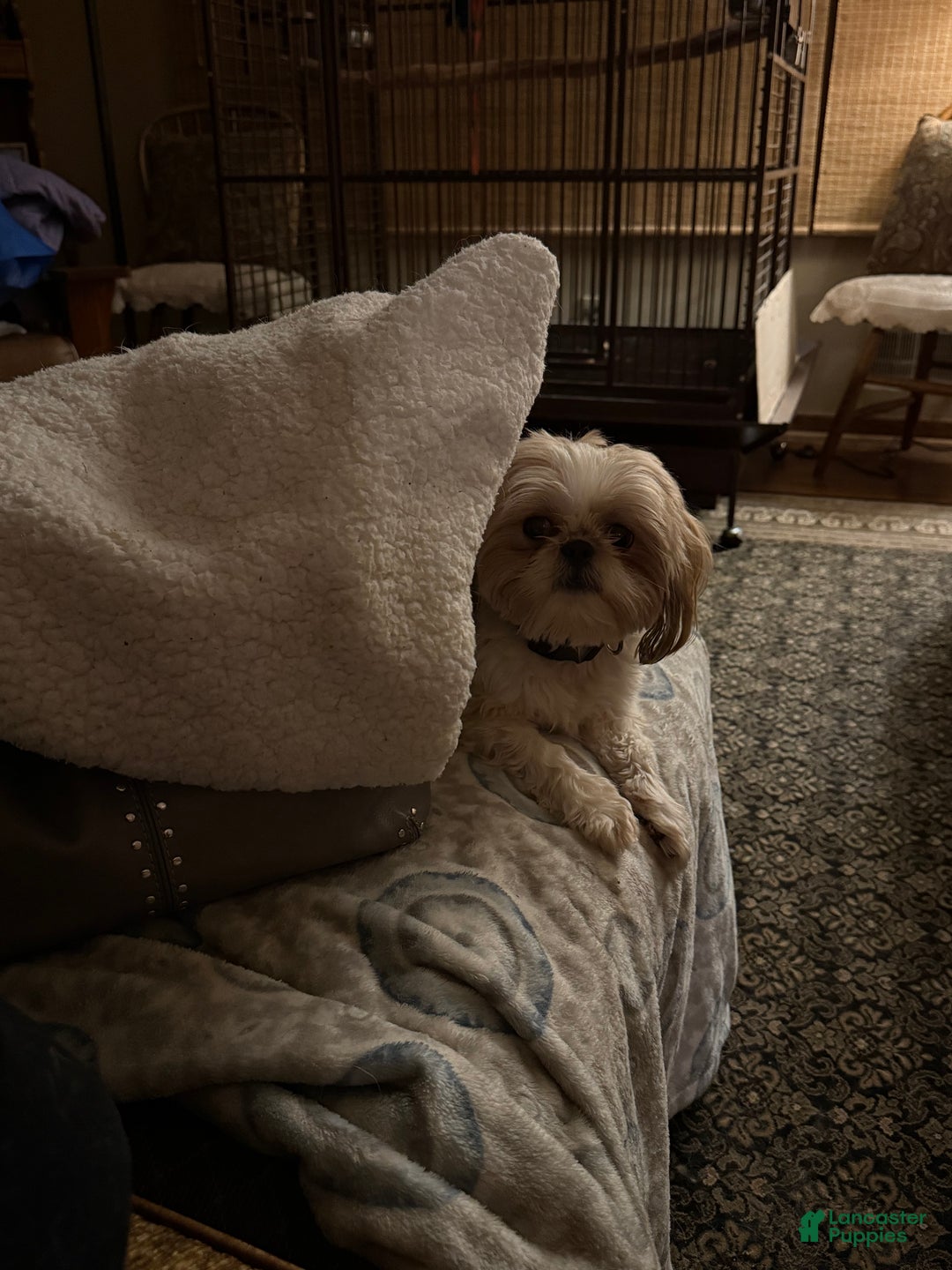 Shih Tzu dogs for sale: Shih Tzu Puppy 1 - Ad 8