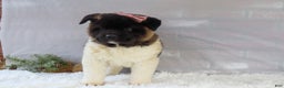 Akita dogs for sale: Rosa - Ad 34