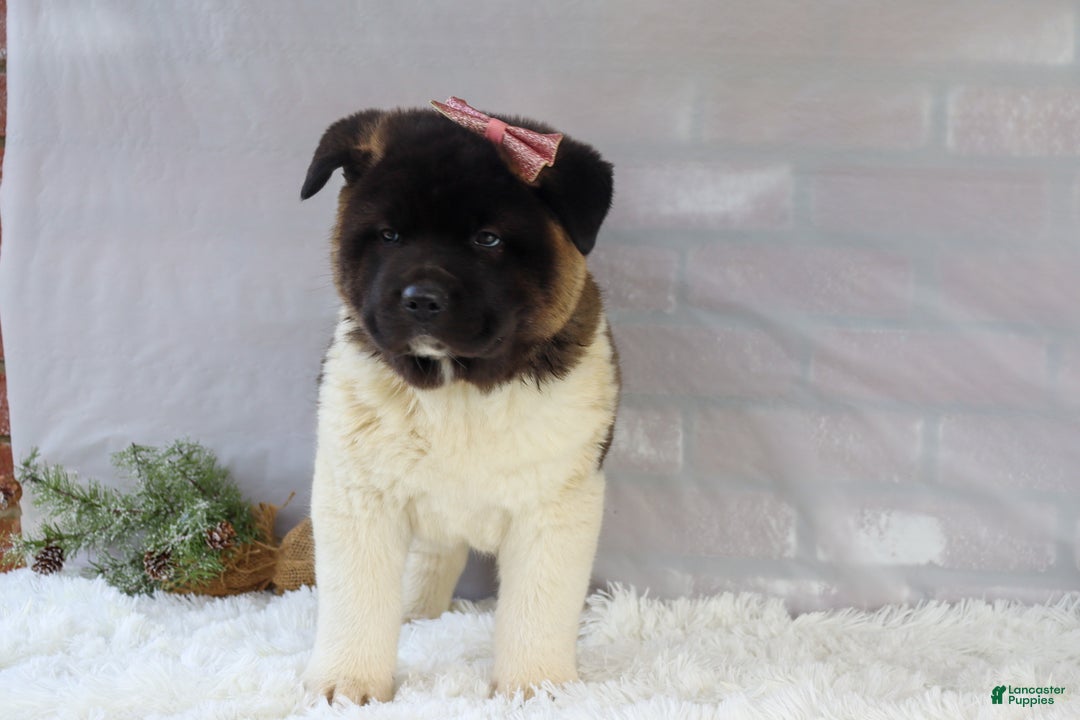 Akita dogs for sale: Rosa - Ad 34