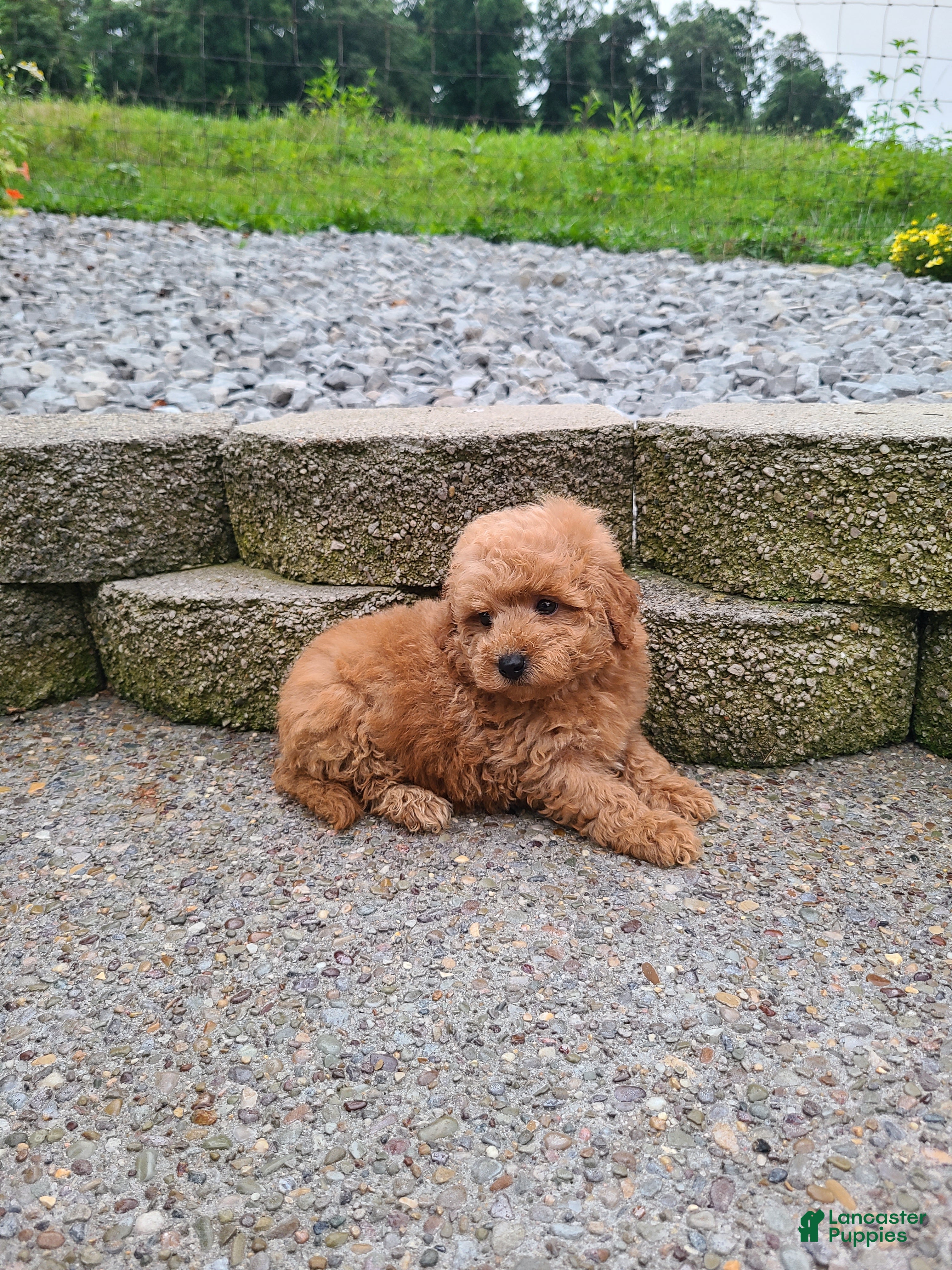 Mini Goldendoodle dogs Inez - Ad 2