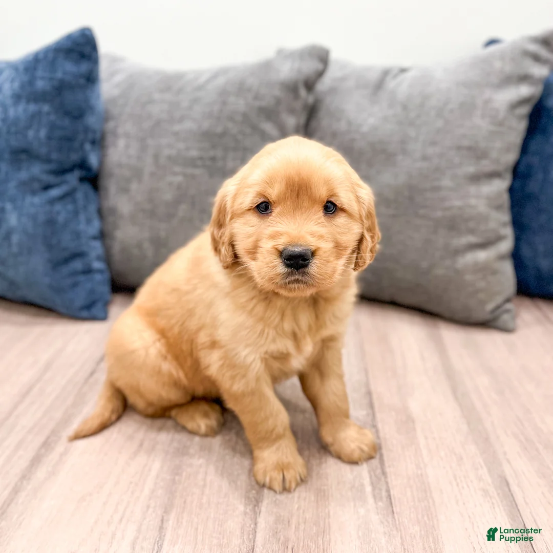 Golden Retriever dogs for sale: Lexi - Ad 7