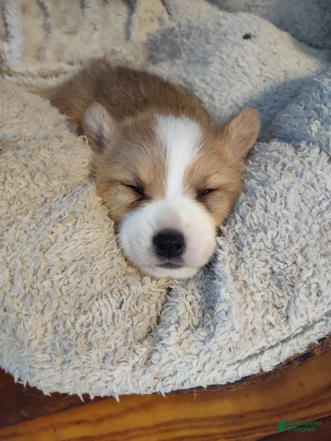 Welsh Corgi Pembroke dogs for sale: Green Collar  - Ad 4