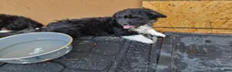 Malshi dogs for sale: Oreo - Ad 1