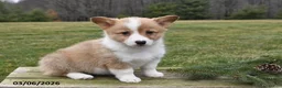 Welsh Corgi Pembroke dogs for sale: Lilly - Ad 3