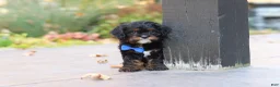 Cavapoo dogs for sale: Ash - Ad 12