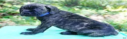 Cane Corso dogs for sale: Slash - Ad 1