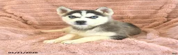 Siberian Husky dogs for sale: Rufus - Ad 2