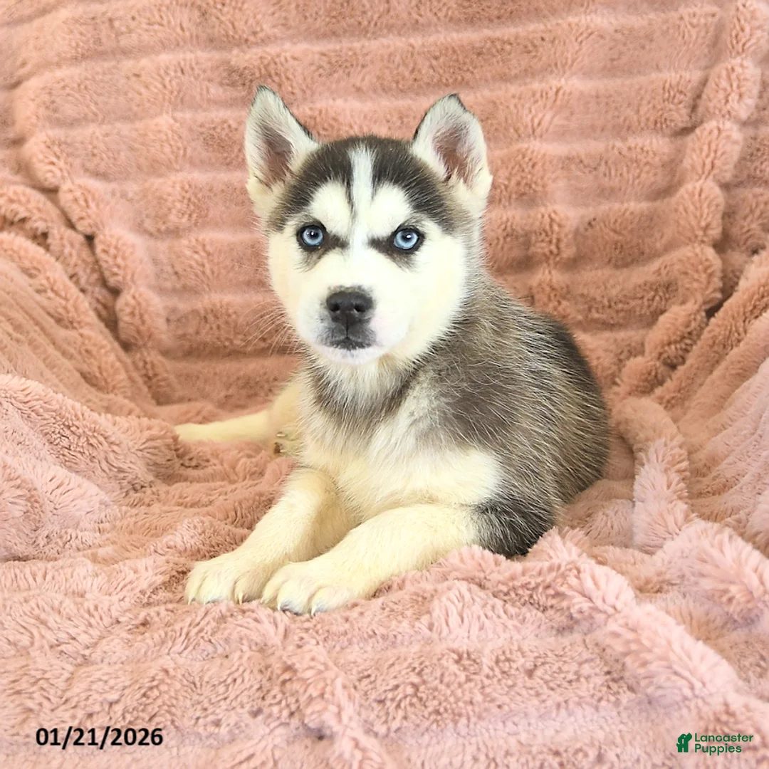 Siberian Husky dogs for sale: Rufus - Ad 2