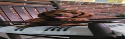 Cockapoo dogs for sale: Conner - Ad 1