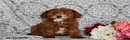 Cavapoo dogs for sale: Aurora - Ad 1