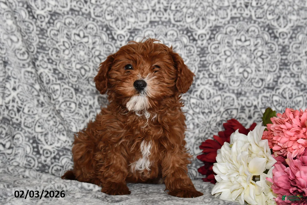 Cavapoo dogs for sale: Aurora - Ad 1