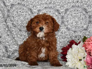 Cavapoo dogs Aurora - Ad 17