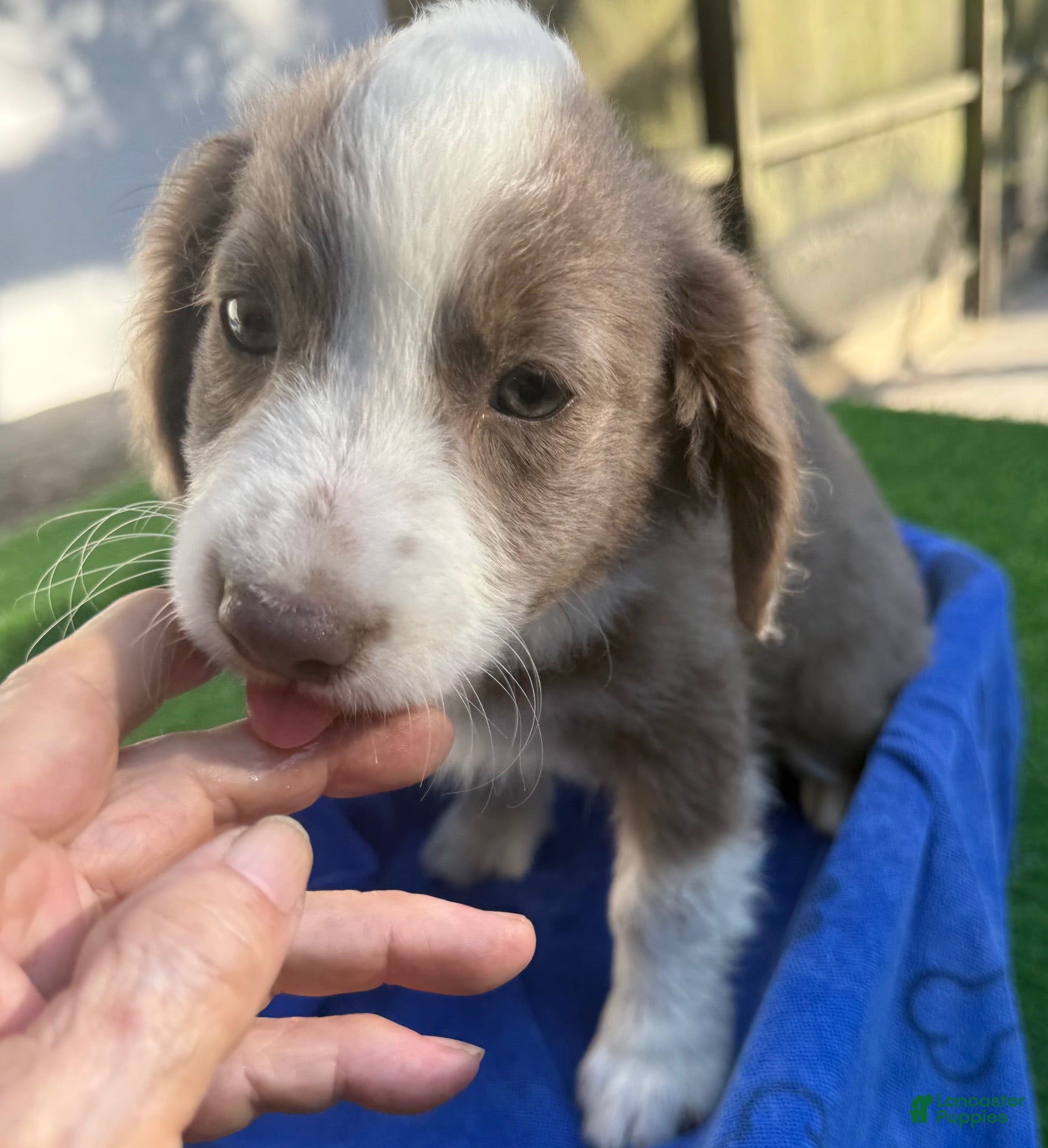 Mini Aussiedoodle dogs Logan - Ad 2