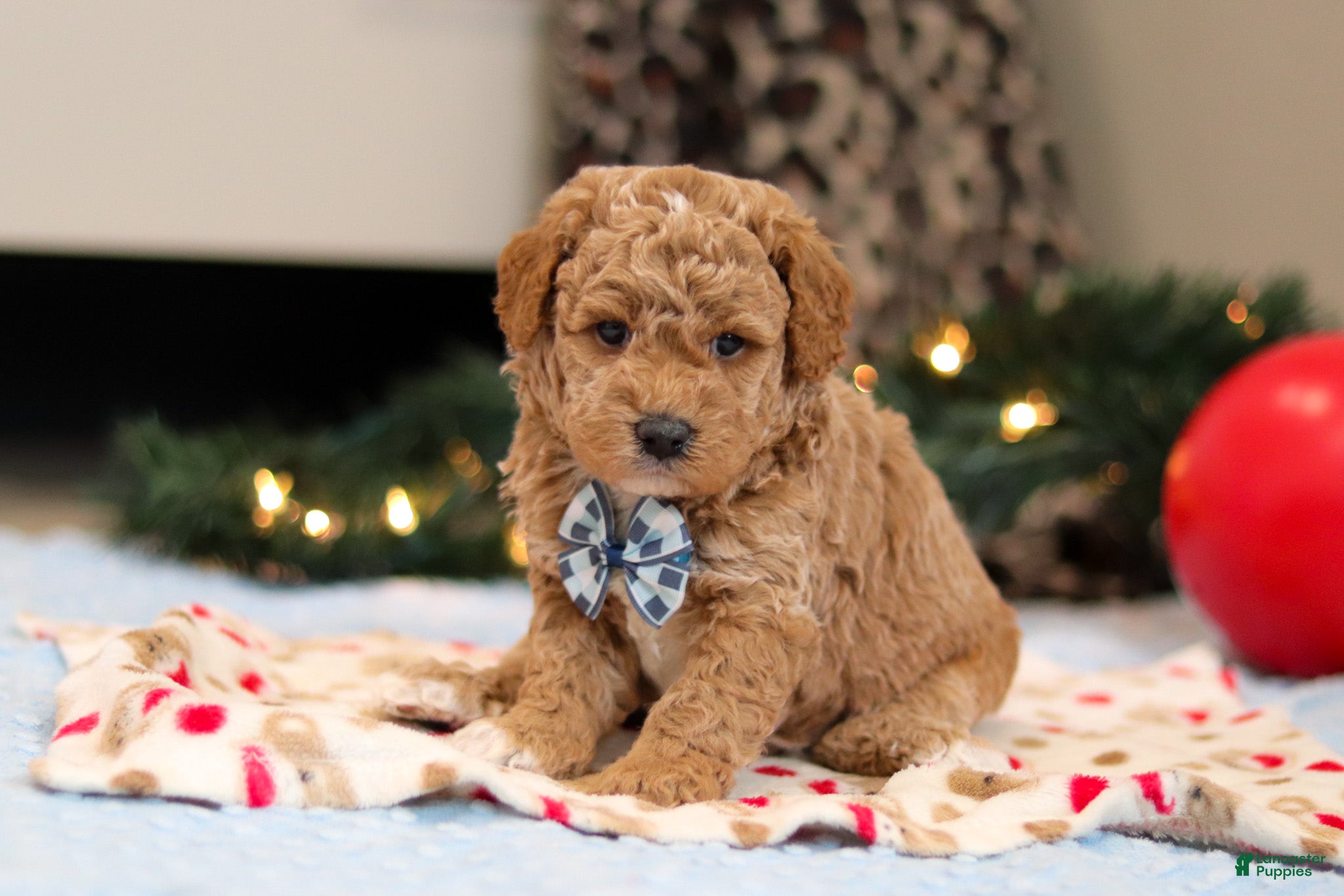 Goldendoodle dogs Florenzo - Ad 15