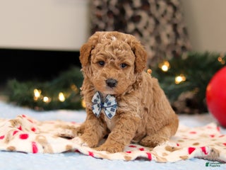 Goldendoodle dogs Florenzo - Ad 4