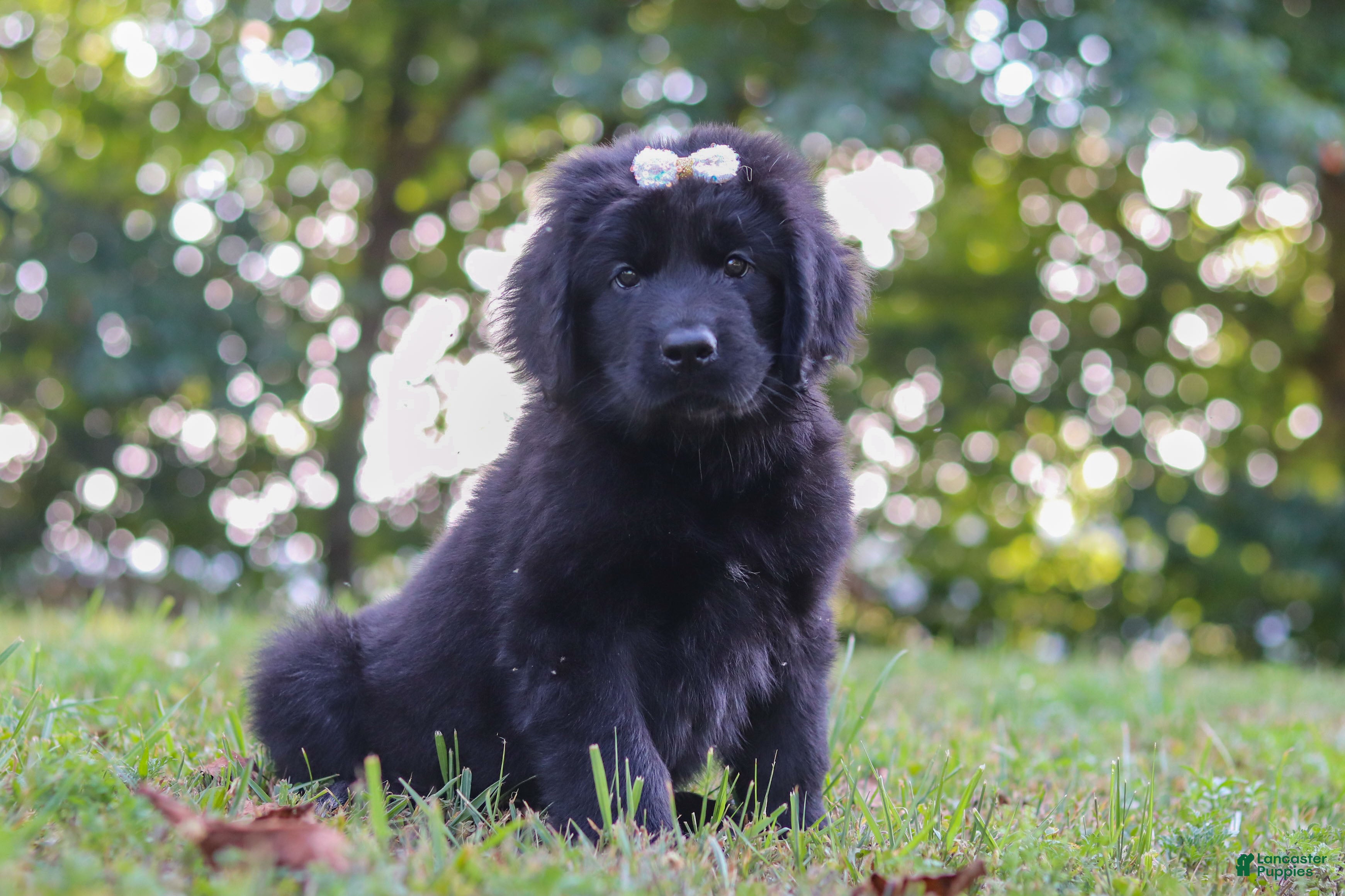 Newfoundland dogs Annie - Ad 2