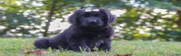 Newfoundland dogs for sale: Annie - Ad 2