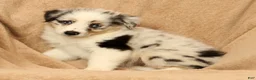 Miniature Australian Shepherd dogs for sale: Missy - Ad 6