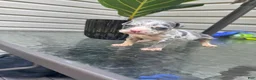 American Bully dogs for sale: American Bully 6 - Ad 2