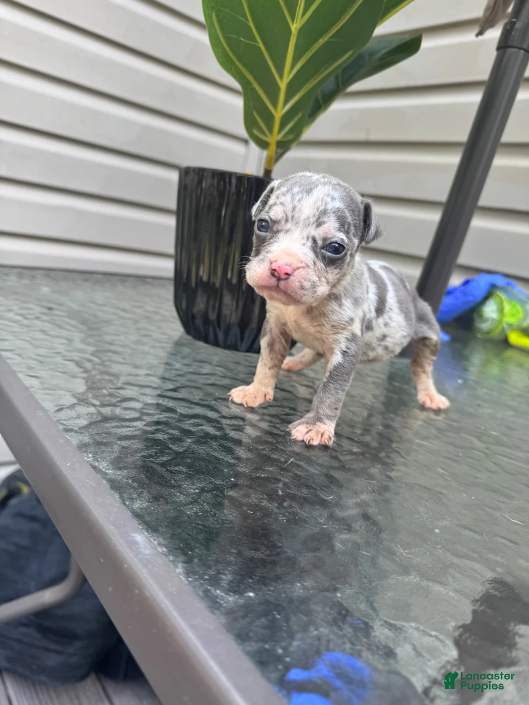 American Bully dogs for sale: American Bully 6 - Ad 2