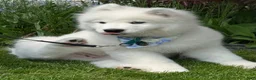 Samoyed dogs for sale: Hudson - Ad 4