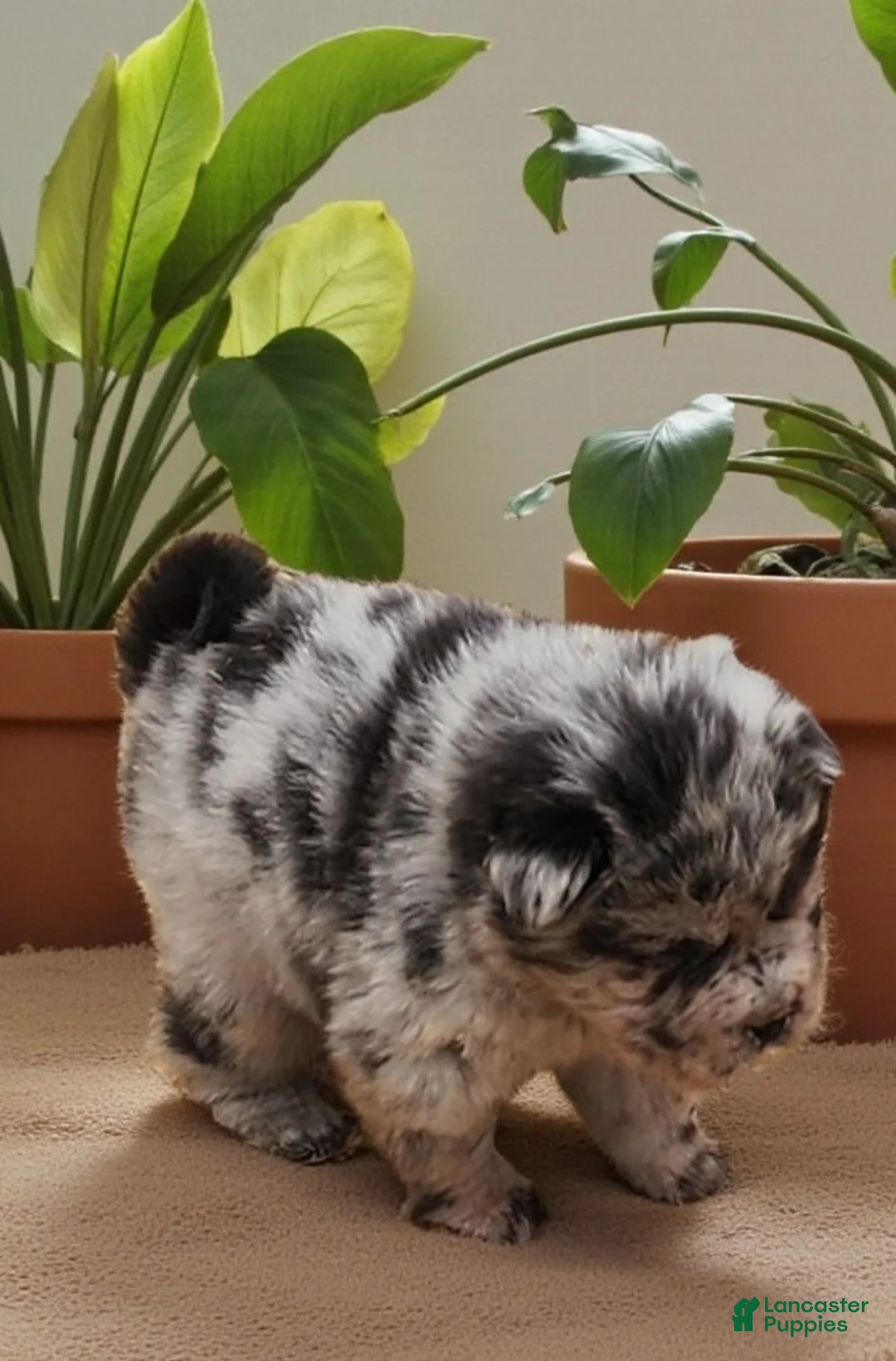 Shar Pei dogs for sale: Tinsel bear coat mini merle  - Ad 7