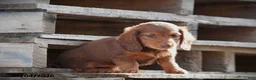 Miniature Dachshund dogs for sale: Darla - Ad 5
