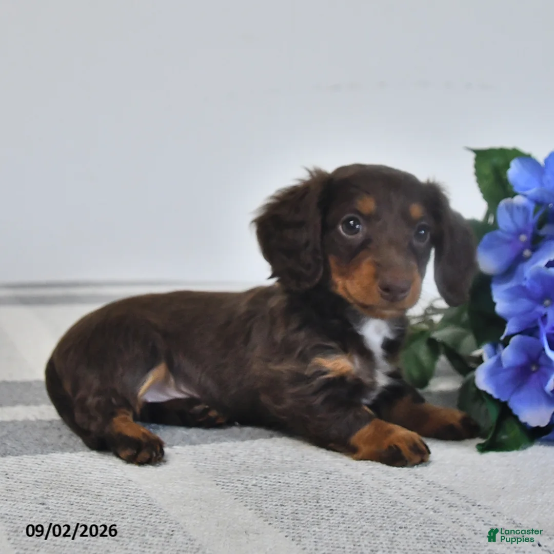 Miniature Dachshund dogs for sale: Flora   - Ad 2