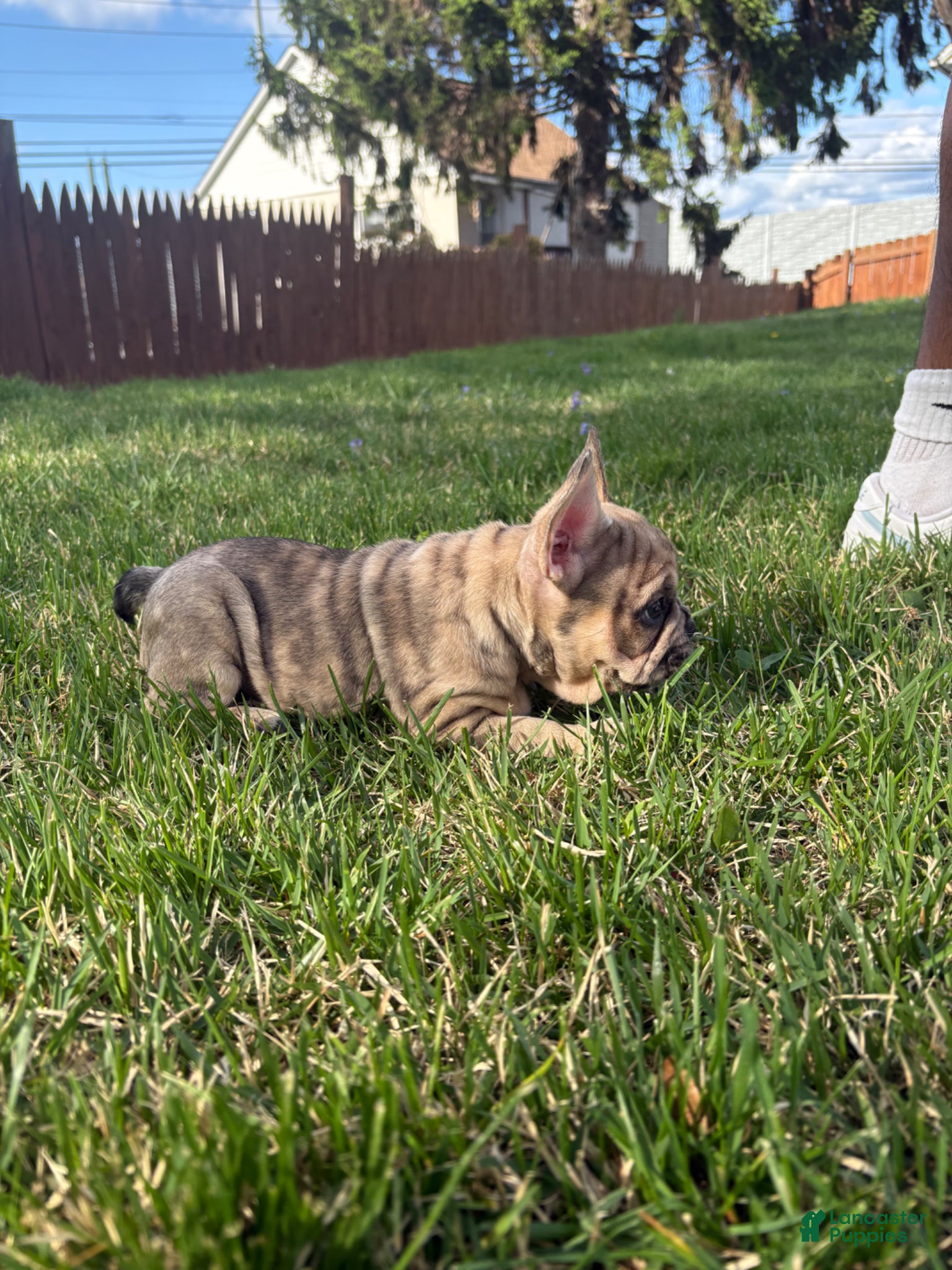 French Bulldog dogs French Bulldog Puppy - Ad 2