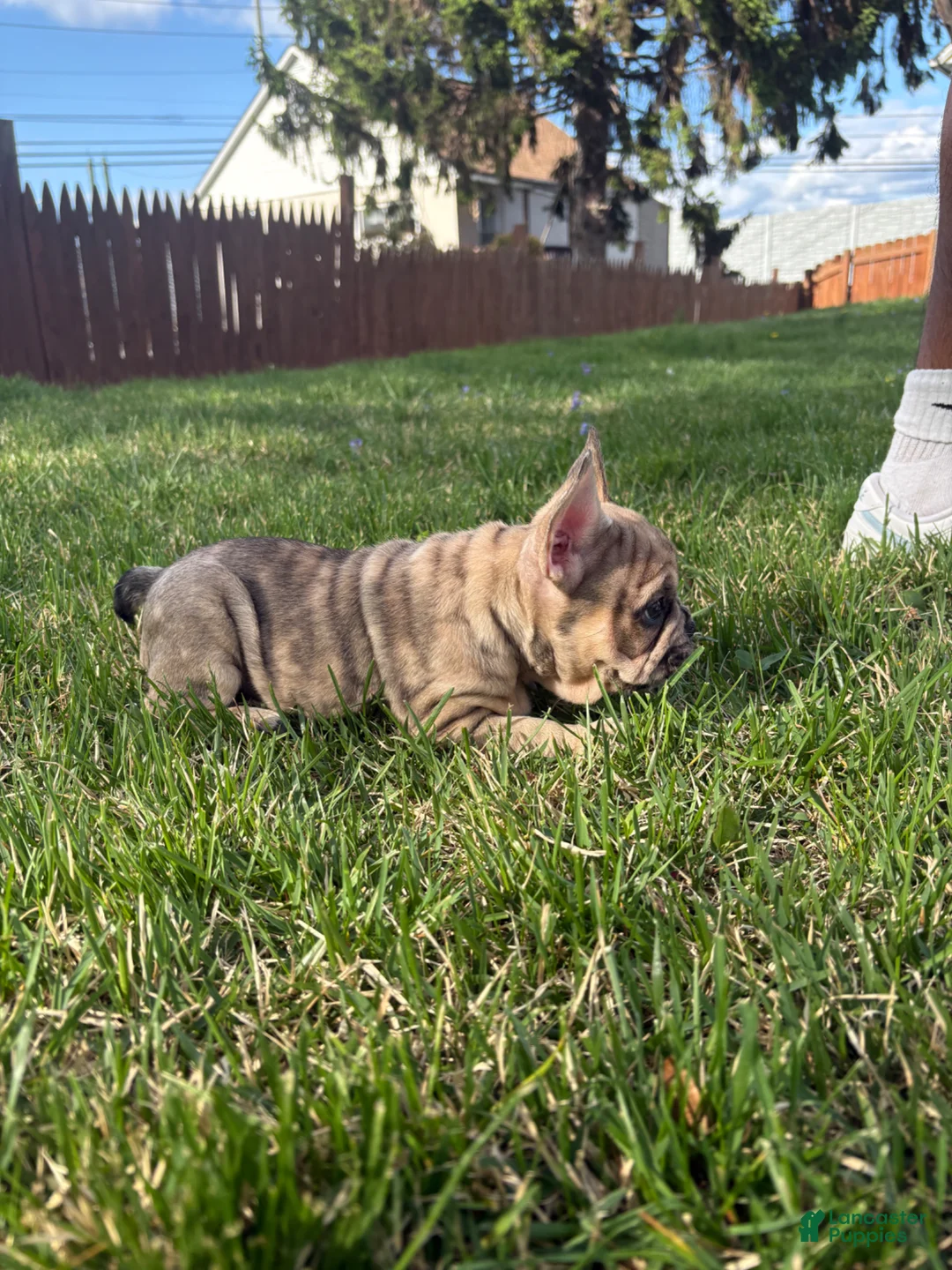 French Bulldog dogs for sale: French Bulldog Puppy - Ad 2