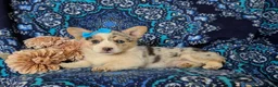 Welsh Corgi Pembroke dogs for sale: Jezebel - Ad 4