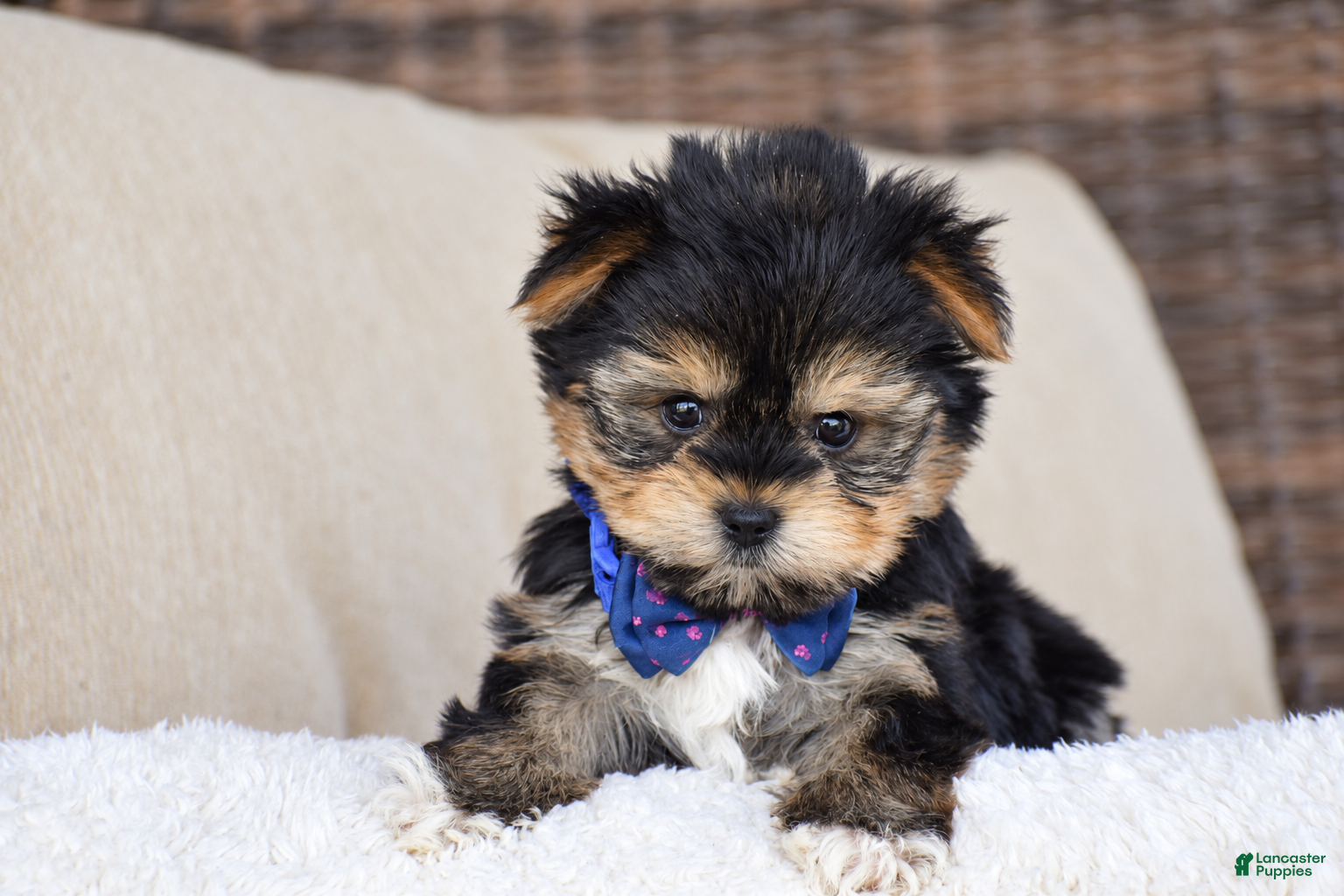 Yorkshire Terrier dogs Mickey - Teacup - Ad 2