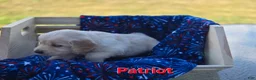 Golden Retriever dogs for sale: Golden Retriever 1 - Ad 3