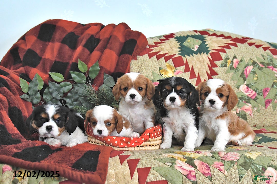 Cavalier King Charles Spaniel dogs for sale: Trixie - Ad 5