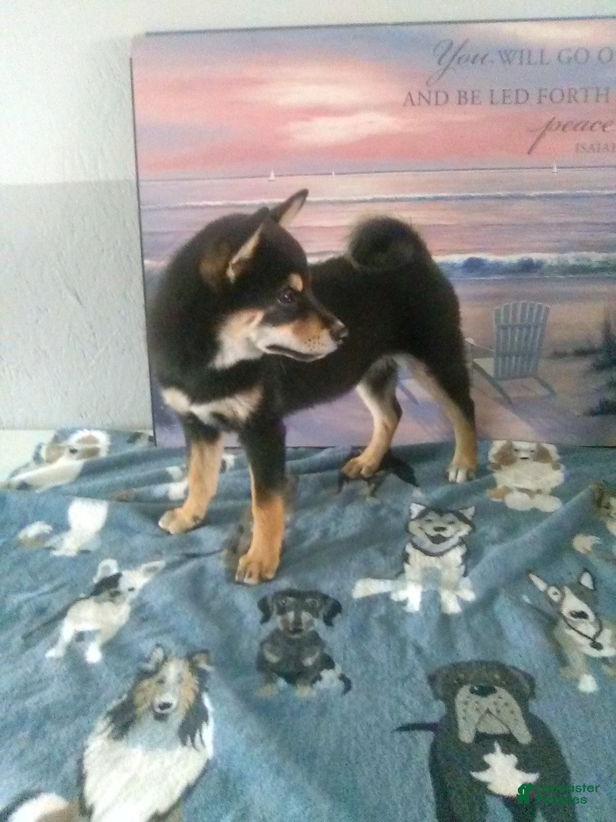 Shiba Inu dogs Bethany - Ad 2