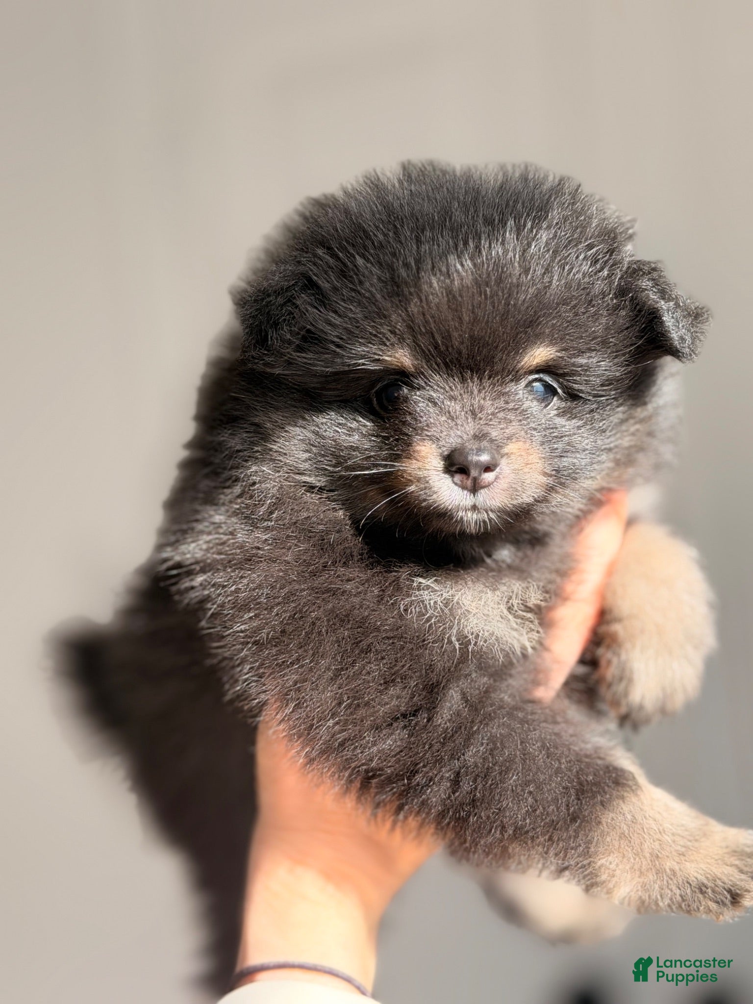 Pomeranian dogs Pomeranian 2 - Ad 13