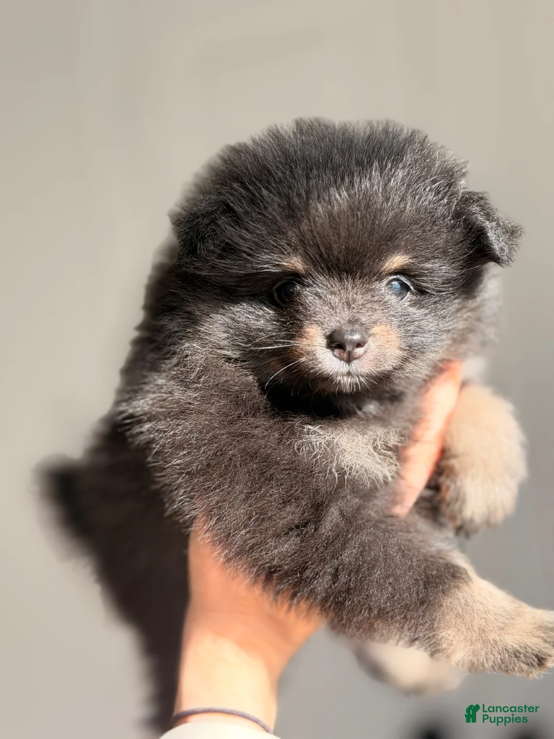 Pomeranian dogs for sale: Pomeranian 2 - Ad 1