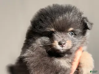 Pomeranian dogs Pomeranian 2 - Ad 13