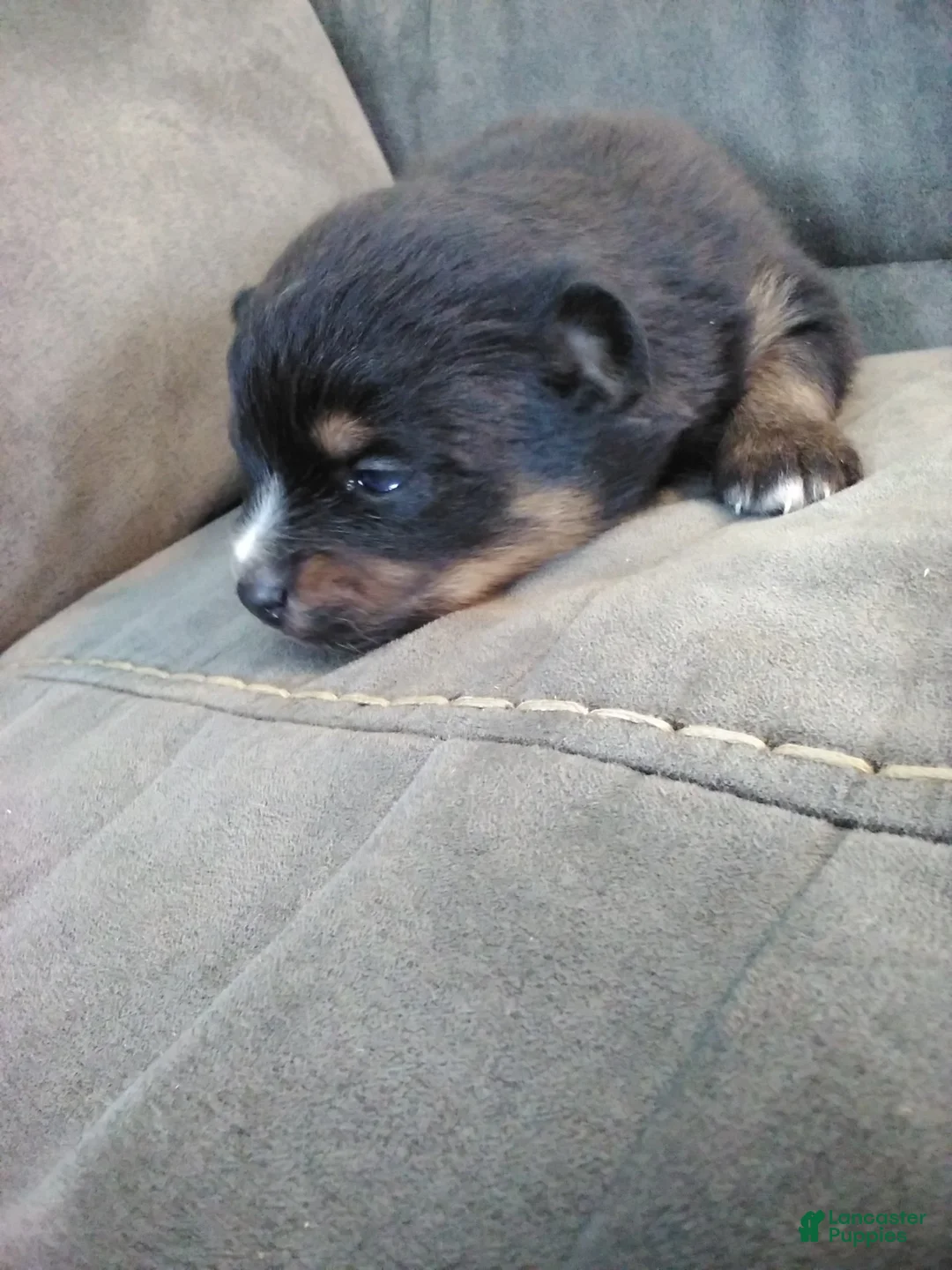 Pomsky dogs for sale: amellia - Ad 4