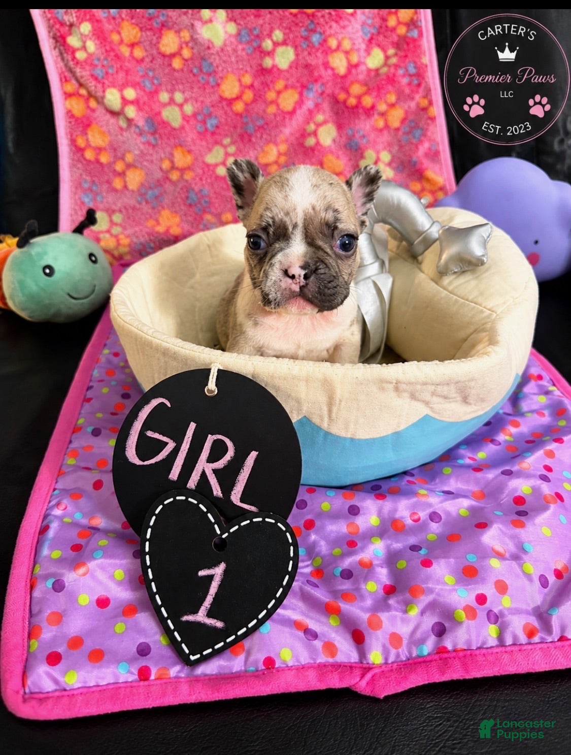 French Bulldog dogs French Bulldog 1 babe - Ad 2