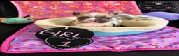 French Bulldog dogs for sale: French Bulldog 1 babe - Ad 2