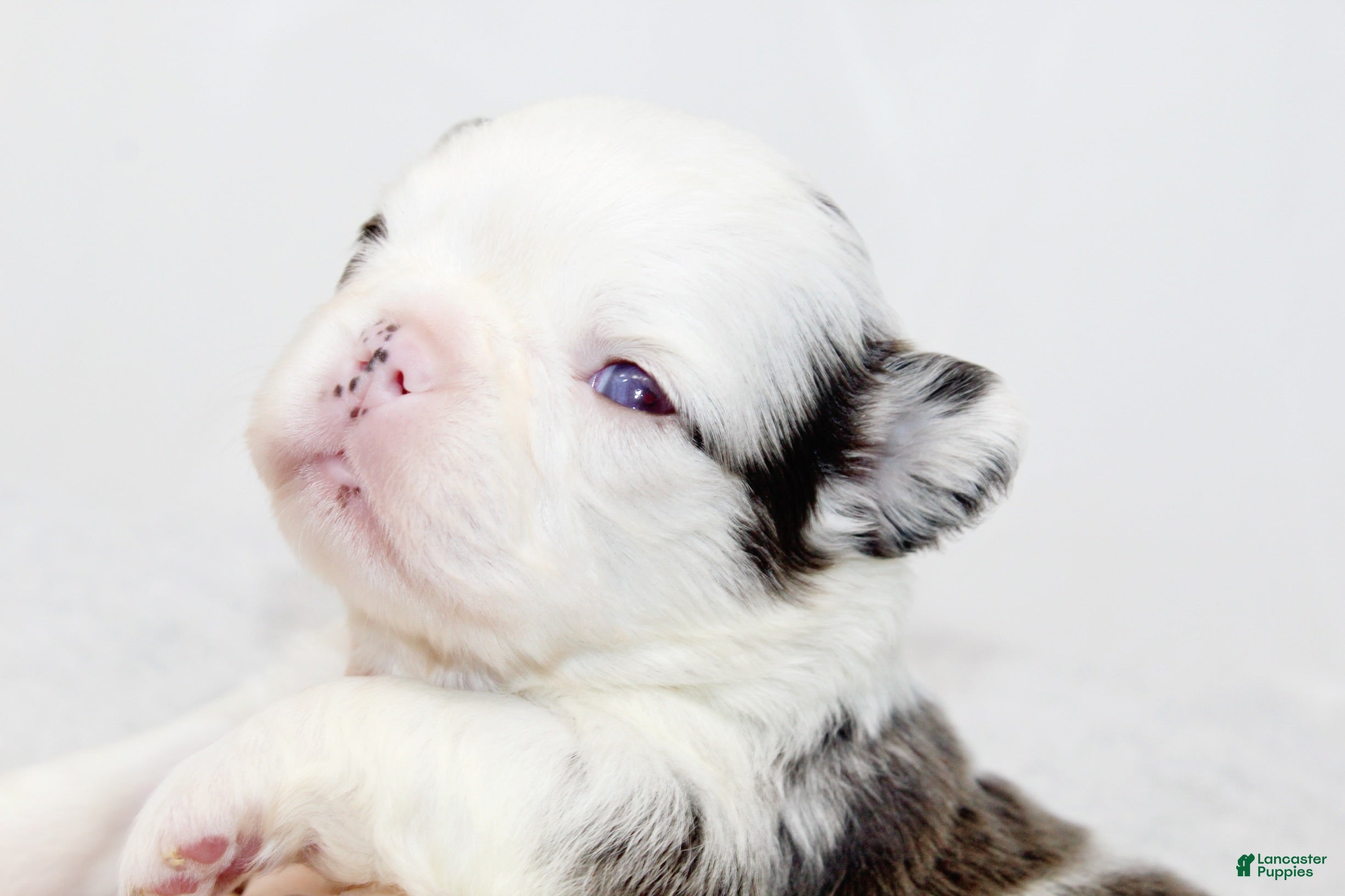 French Bulldog dogs Kelani-Full Fluffy Panda Husky with Testable - Ad 19